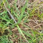 Themeda triandra Mosusu