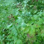 Rubus pericrispatus Outro