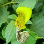 Aristolochia argentina Flower