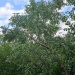 Populus × canescens Агульны выгляд