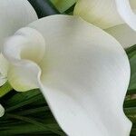 Zantedeschia aethiopica Blüte