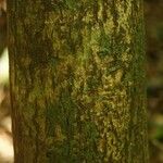 Macoubea guianensis Кора