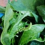 Persicaria lapathifoliaFlower