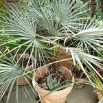 Chamaerops humilis Hábitos