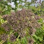 Daucus decipiens Žiedas