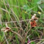 Romulea columnae Frucht