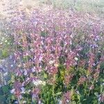 Salvia multicaulis Flower