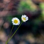 Erigeron quercifolius Цветок