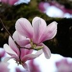 Magnolia × soulangeana Цветок