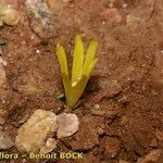 Sternbergia colchiciflora Arall