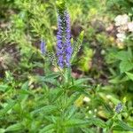 Veronica longifolia花