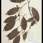 Orthomene hirsuta Leaf