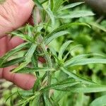 Artemisia dracunculusবাকল