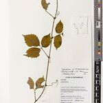 Cyphostemma kilimandscharicum Άλλα