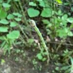 Equisetum laevigatum পাতা