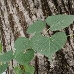 Tilia mongolica Écorce