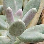 Pachyphytum kimnachii Leaf