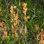 Monotropa hypopitys Yeri