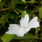 Thunbergia laevis ᱵᱟᱦᱟ