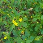 Chrysojasminum odoratissimum Fleur