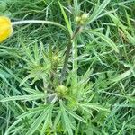 Ranunculus acris Hoja