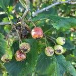 Crataegus punctata Fruit