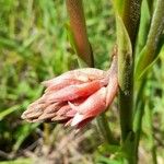 Sacoila lanceolata Çiçek