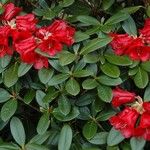 Rhododendron haematodes অভ্যাস