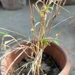 Pogonatherum crinitum Folha