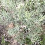 Artemisia californica Leht