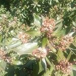 Myoporum laetum G.Forst.Flower