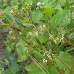 Euphorbia hyssopifolia 花