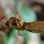 Bulbophyllum tetragonum