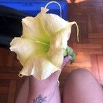 Brugmansia × candida Kvet
