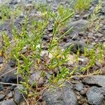 Salicornia europaea Leaf