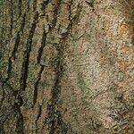 Fraxinus excelsior 樹皮