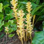 Orobanche flava Habit