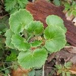 Saxifraga hirsuta Flor