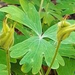 Aquilegia canadensis Fruit