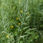 Poa trivialis Flower