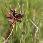Cyperus nigricans Flor