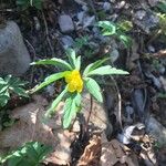 Anemone ranunculoides Folha
