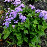 Ageratum houstonianum Fulla