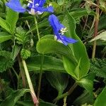 Commelina cyanea Hábito