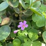 Oxalis debilis Květ