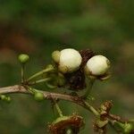 Aphloia theiformis Fruit