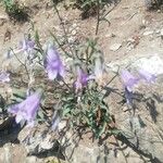 Campanula sibirica Квітка