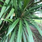 Dracaena cochinchinensis Leaf