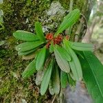 Acianthera pantasmi Leaf