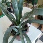 Agave sisalanaBlad